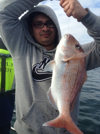 Snapper In the Hauraki Gulf